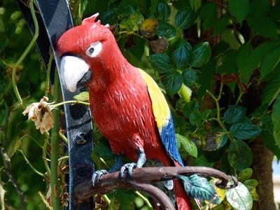 Papagei ( Art. Nr. 3029 )